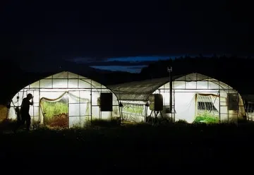 Gelombang Panas Ekstrem, Petani Jepang Alihkan Jam Kerja ke Malam dan Dini Hari