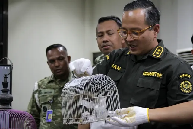 Penumpang Pesawat di Bandara Juanda Sembunyikan Anak Monyet dalam Koper Bagasi