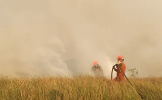 Kebakaran Hutan Hebat di Aljazair, 73 Orang Meninggal Dunia