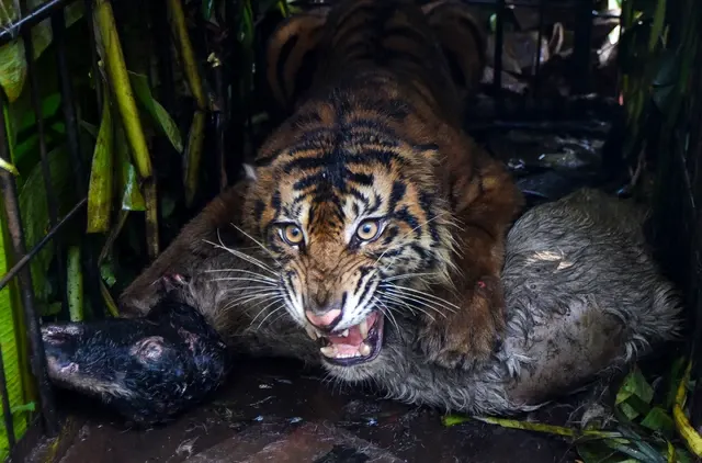 Habitat Harimau Sumatera di Riau Terancam Karhutla usai Suaka Margasatwa Kerumutan Terbakar
