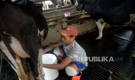 Penyebab Produksi Susu Sapi Lokal Belum Mampu Penuhi Kebutuhan Nasional