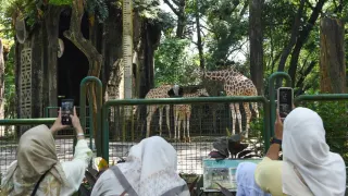 Tarif Masuk Ragunan Diusulkan Naik Jadi Rp10 Ribu, Ini Alasannya