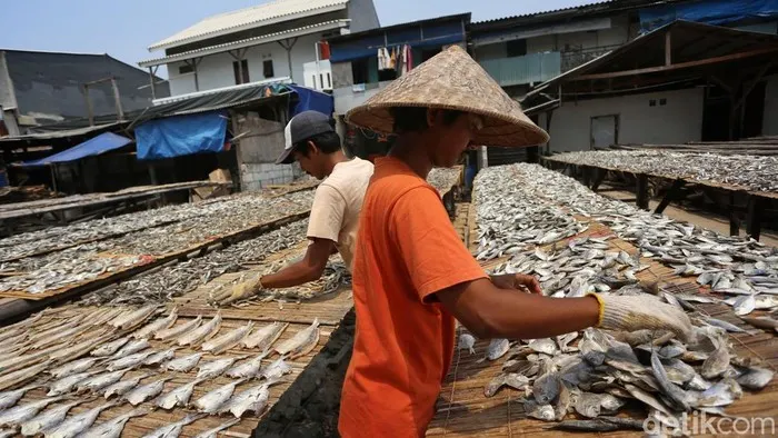 Puncak Kemarau Bawa Berkah bagi Pengrajin Ikan Asin di Muara Angke