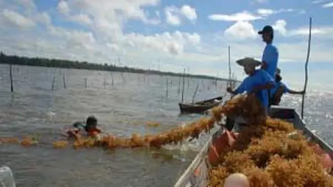 Pemprov NTT Kembangkan Lima Klaster Budidaya Rumput Laut untuk Perkuat Ekonomi Pesisir